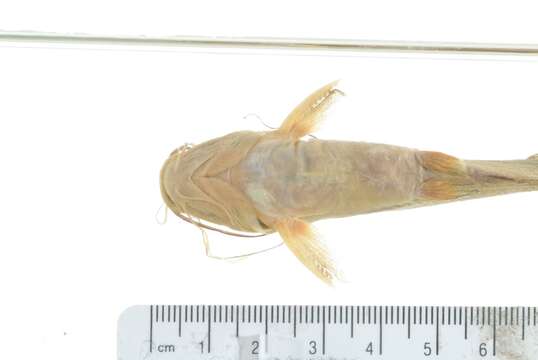 Image of Mystus