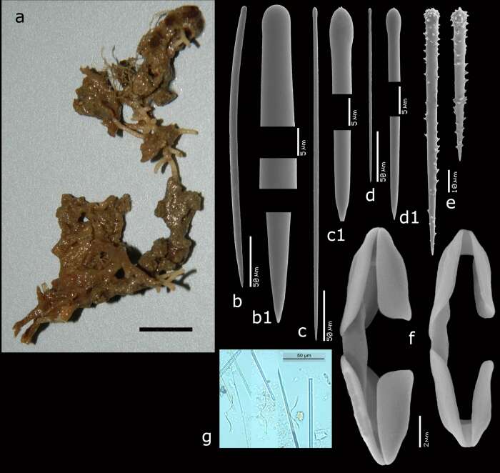 Image of <i>Clathria</i> (<i>Microciona</i>) <i>snelliusae</i> Van Soest 2017