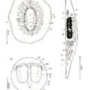 Image of <i>Discoprosthides patagoniensis</i> Faubel 1983