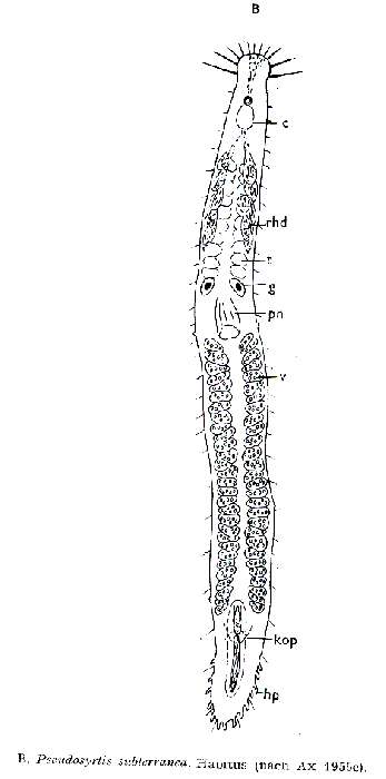 Image of Pseudosyrtis