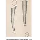 Image of <i>Compressidens brevicornu</i> (Sharp & Pilsbry 1897)