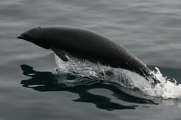 Image of Right whale dolphin