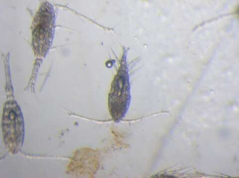 Image of Oithonidae