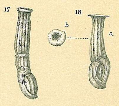 Image of Tubinellinae Rhumbler 1906
