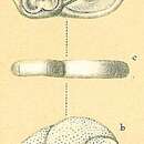 Image of <i>Heronallenia lingulata</i> (Burrows & Holland 1895)