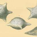 Image of <i>Baculogypsina sphaerulata</i> (Parker & Jones 1860)