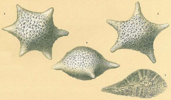 Image of Calcarinoidea Schwager 1876