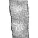 Image of <i>Vaginulina legumen</i> (Linnaeus 1758)