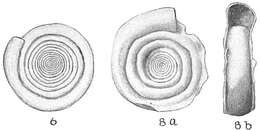 Image of <i>Cornuspira involvens</i> (Reuss 1850)
