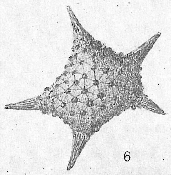 Image of Calcarinoidea Schwager 1876