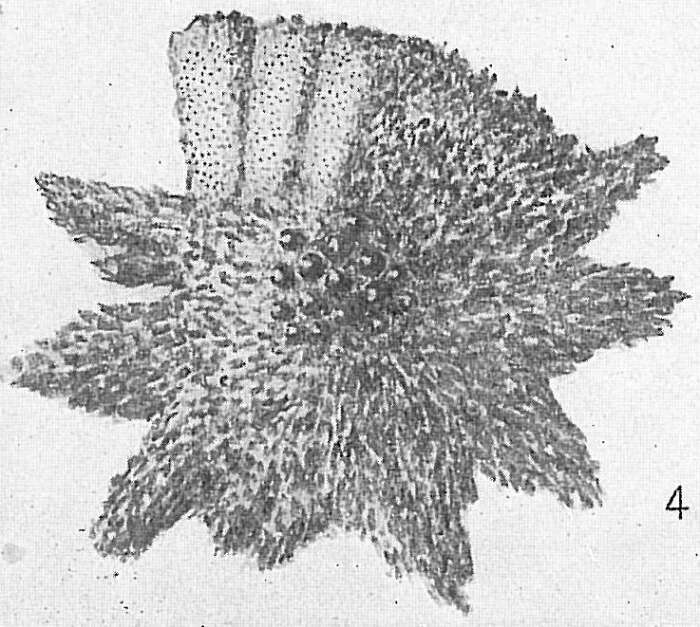 Image of <i>Calcarina hispida</i> Brady 1876