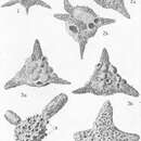Image of <i>Baculogypsinoides spinosus</i> Yabe & Hanzawa Em. Hanzawa 1952