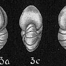 Image of <i>Nonion boueanum</i> (d'Orbigny 1846)
