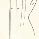 Image of <i>Desmacella arenifibrosa</i> Hentschel 1911