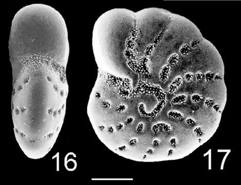 Image of Cribroelphidium Cushman & Brönnimann 1948