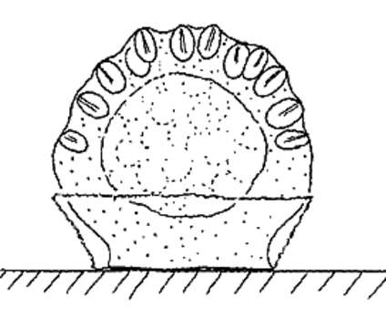 Image of Limnomedusae