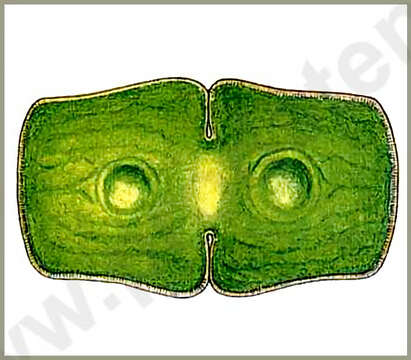 Image of Cosmarium holmiense P. Lundell 1871
