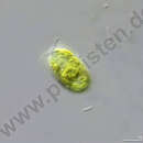 Image of <i>Chlamydomonas mutabilis</i>