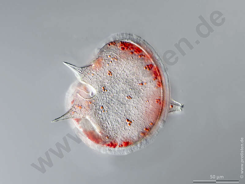 Image of Dinophyceae