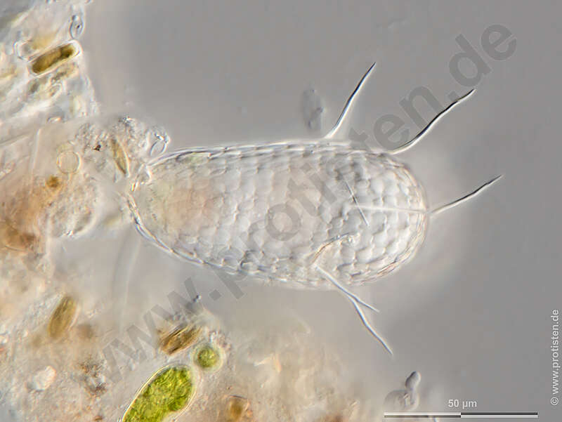 Image of Euglyphidae