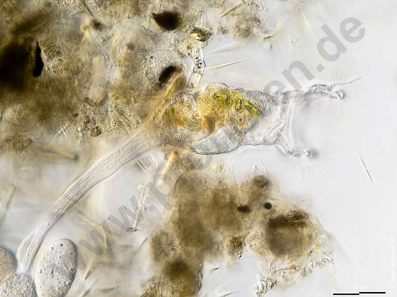 Image of Protostomia