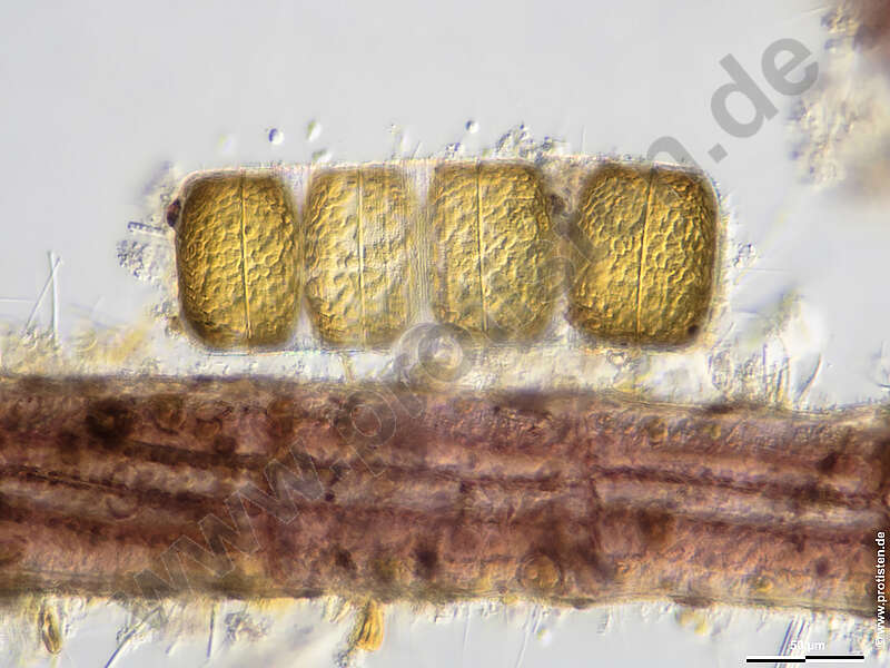 Image of Coscinodiscophycidae