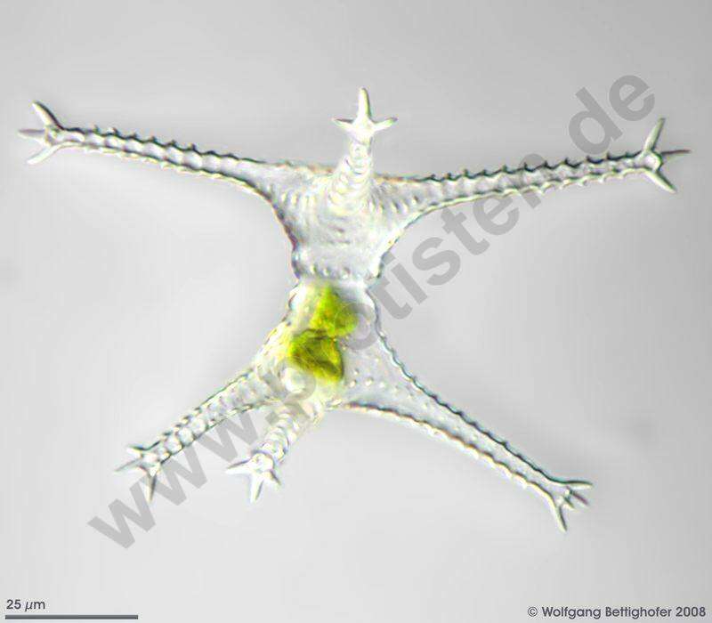 Image of <i>Staurastrum pingue</i>