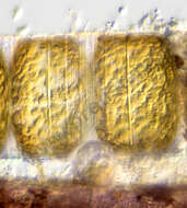 Image of Coscinodiscophycidae