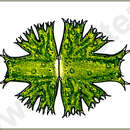 Image of Micrasterias brachyptera