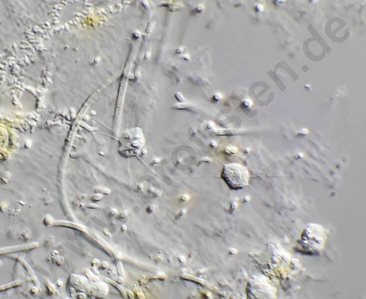 Image of Dictyochophyceae