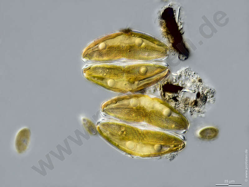 Image of Thalassiophysales