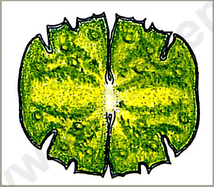 Image of Streptophyta
