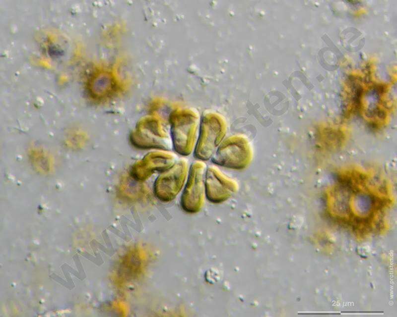 Image of golden algae