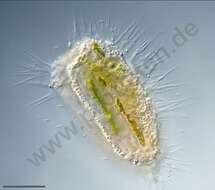 Image of Endomyxa