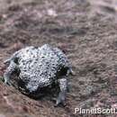 Image of Roraima bush toad