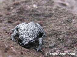 Image of Bush Toads