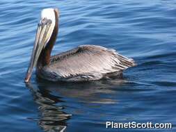 Image of pelicans