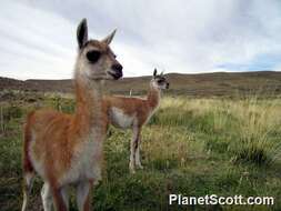 Image of Llamas and Guanacos