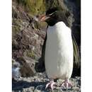 Image of Rockhopper Penguin