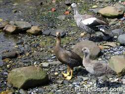 Image of Sheldgoose