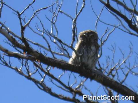 Image de Glaucidium Boie & F 1826