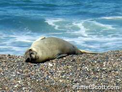 Image of pinniped