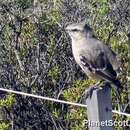 Image of Patagonian Mockingbird