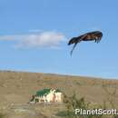 Image of Cinereous Harrier