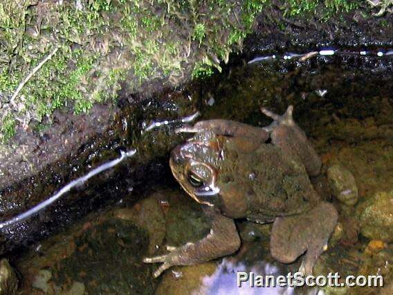 Image of beaked toads