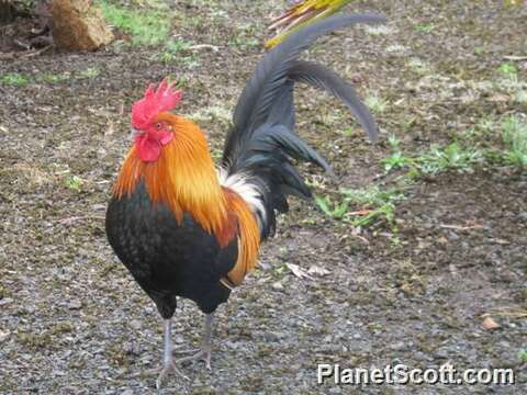 Image of Bantam Cock