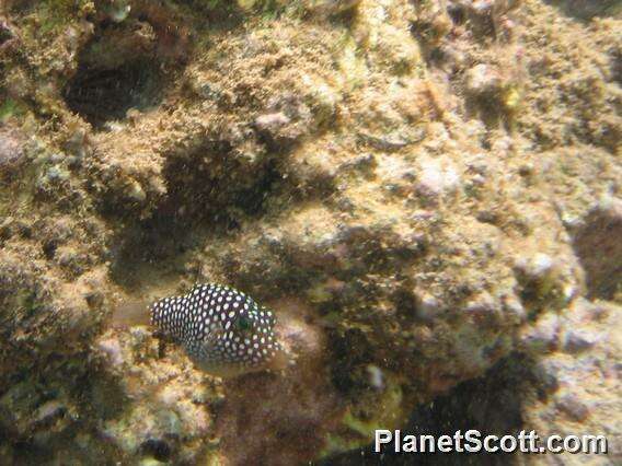 Image of boxfishes