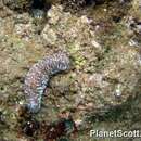 Image of Paradox Sea Cucumber