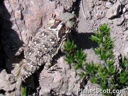 Image of horned lizard