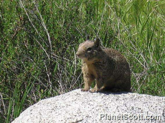 صورة Otospermophilus Brandt 1844